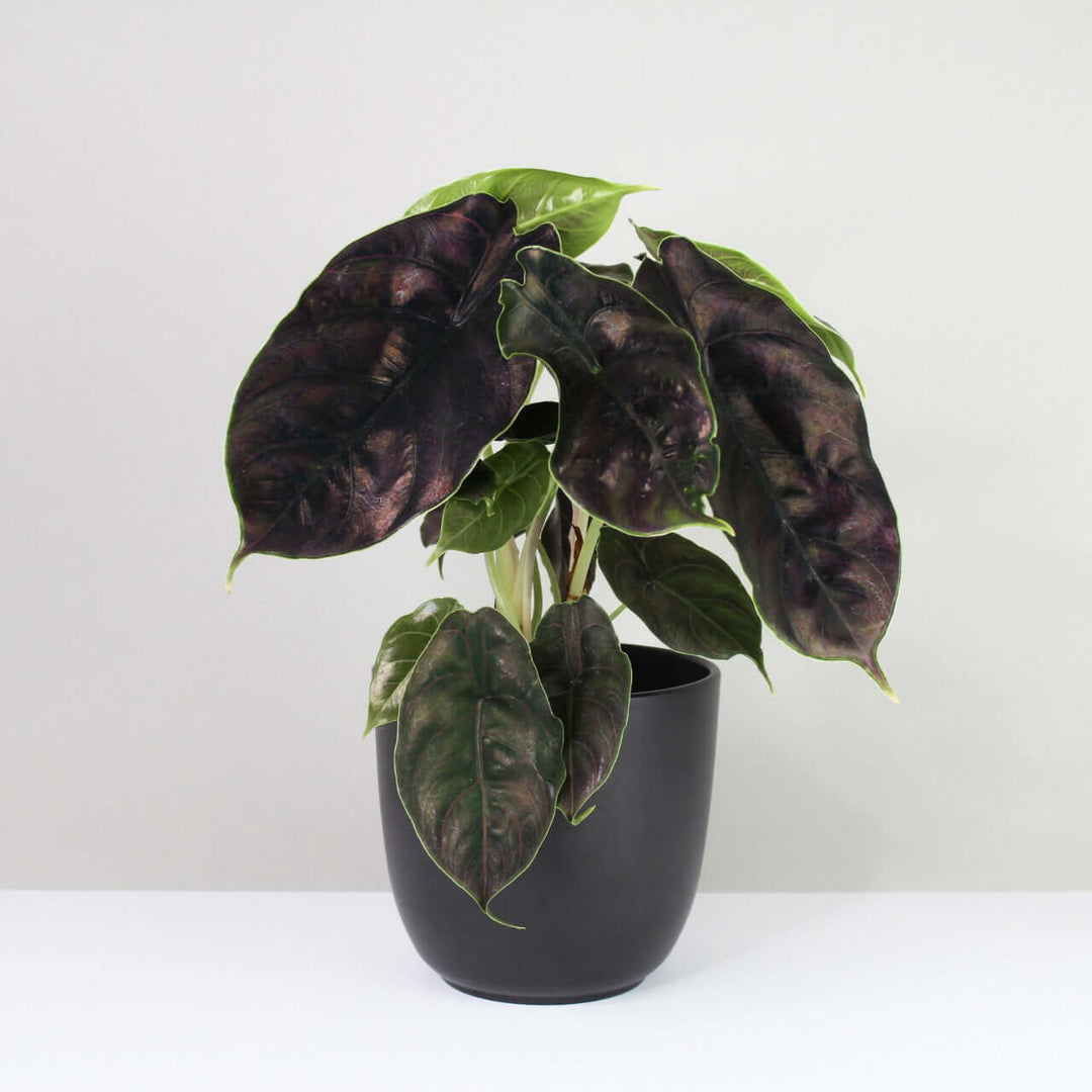 Alocasia Azlanii Foliage Dreams