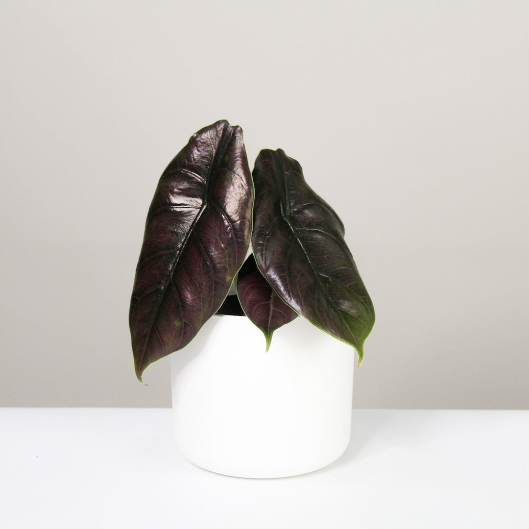 Alocasia Azlanii Foliage Dreams