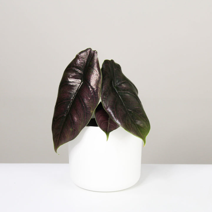 Alocasia Azlanii Foliage Dreams