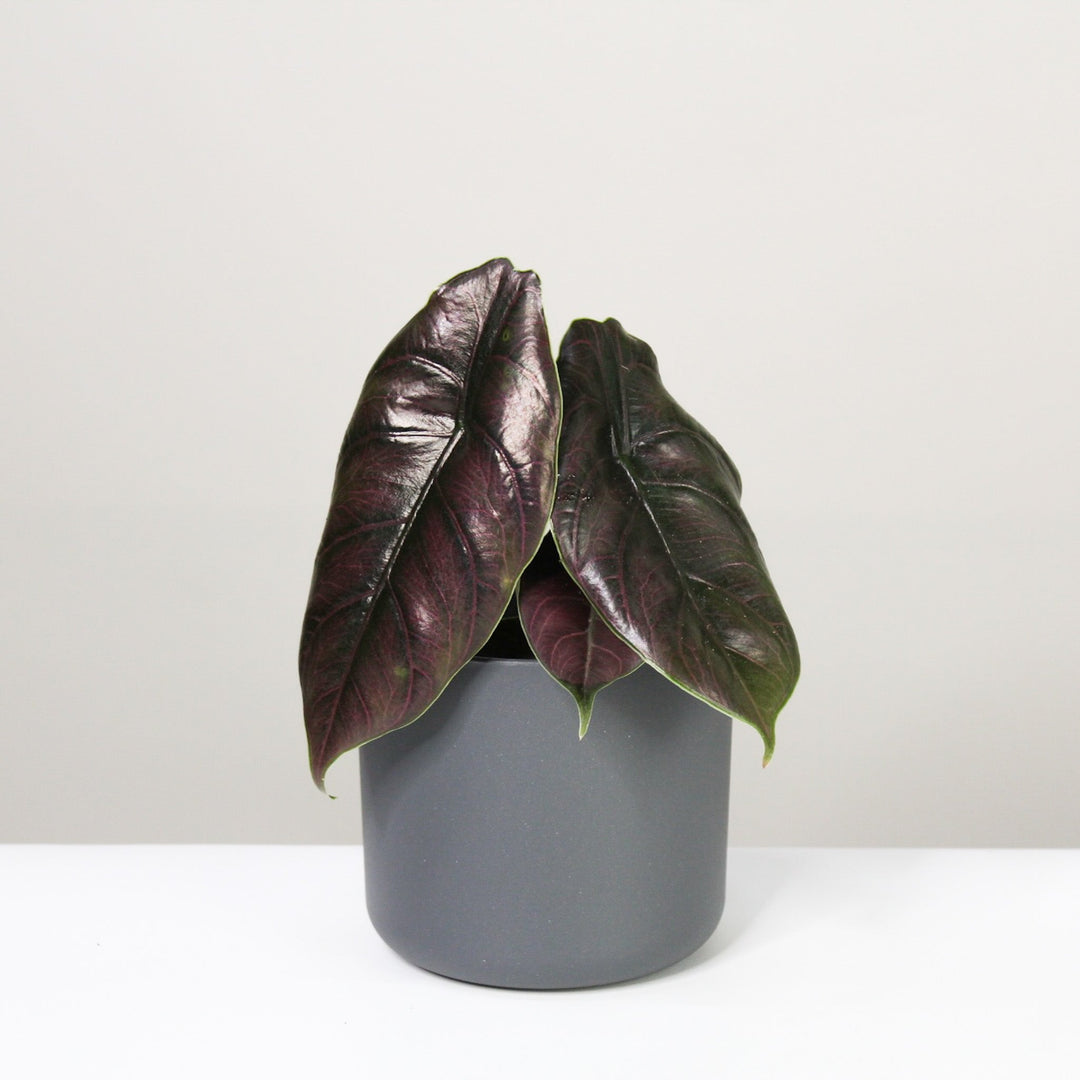 Alocasia Azlanii Foliage Dreams