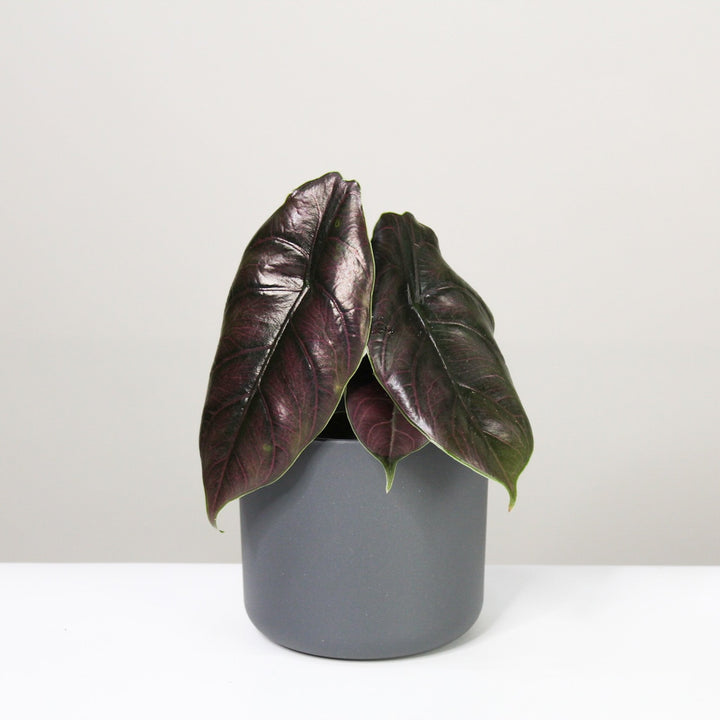 Alocasia Azlanii Foliage Dreams