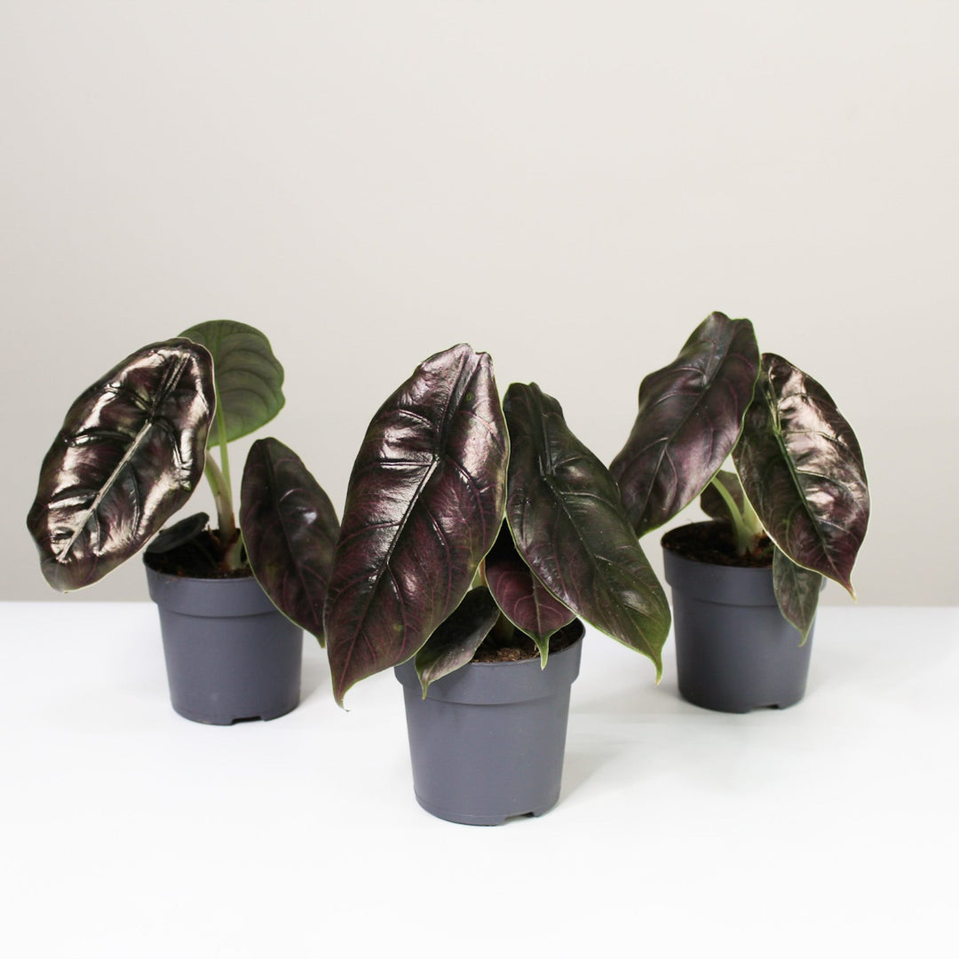 Alocasia Azlanii Foliage Dreams
