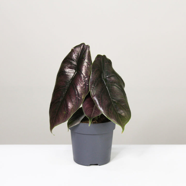 Alocasia Azlanii Foliage Dreams
