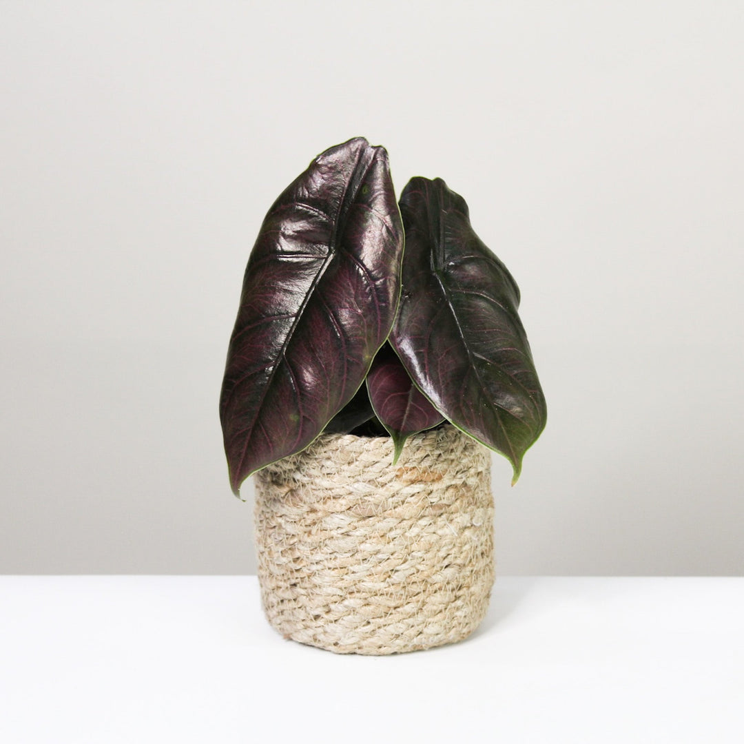 Alocasia Azlanii Foliage Dreams