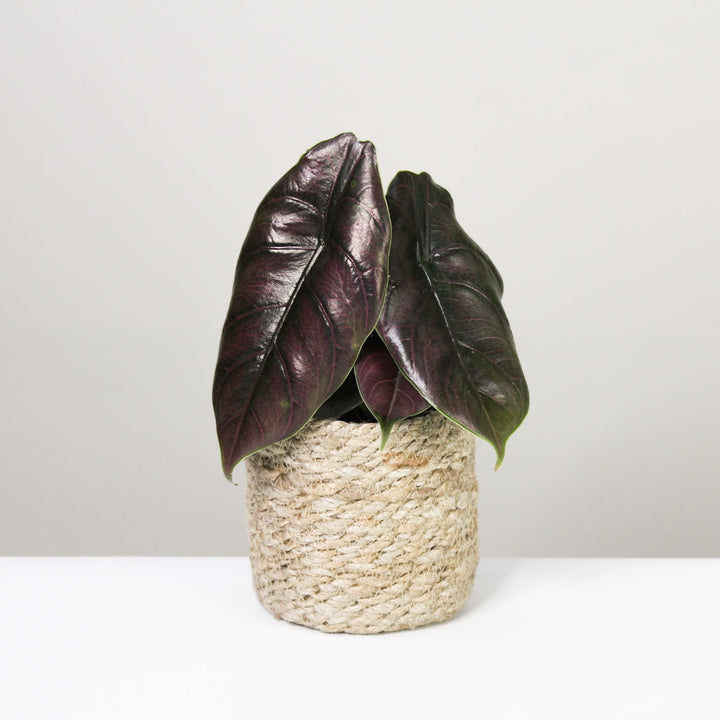 Alocasia Azlanii Foliage Dreams