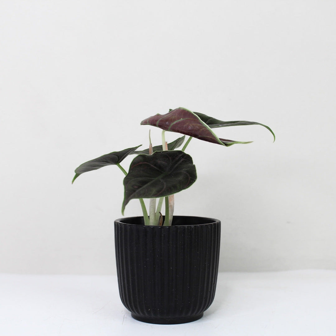 Alocasia Azlanii - Young Plant Foliage Dreams