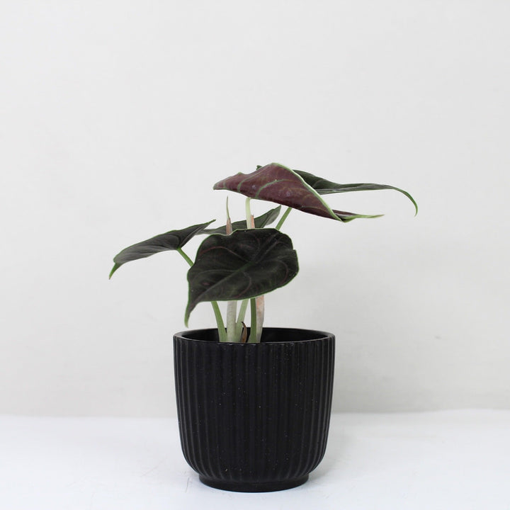 Alocasia Azlanii - Young Plant Foliage Dreams