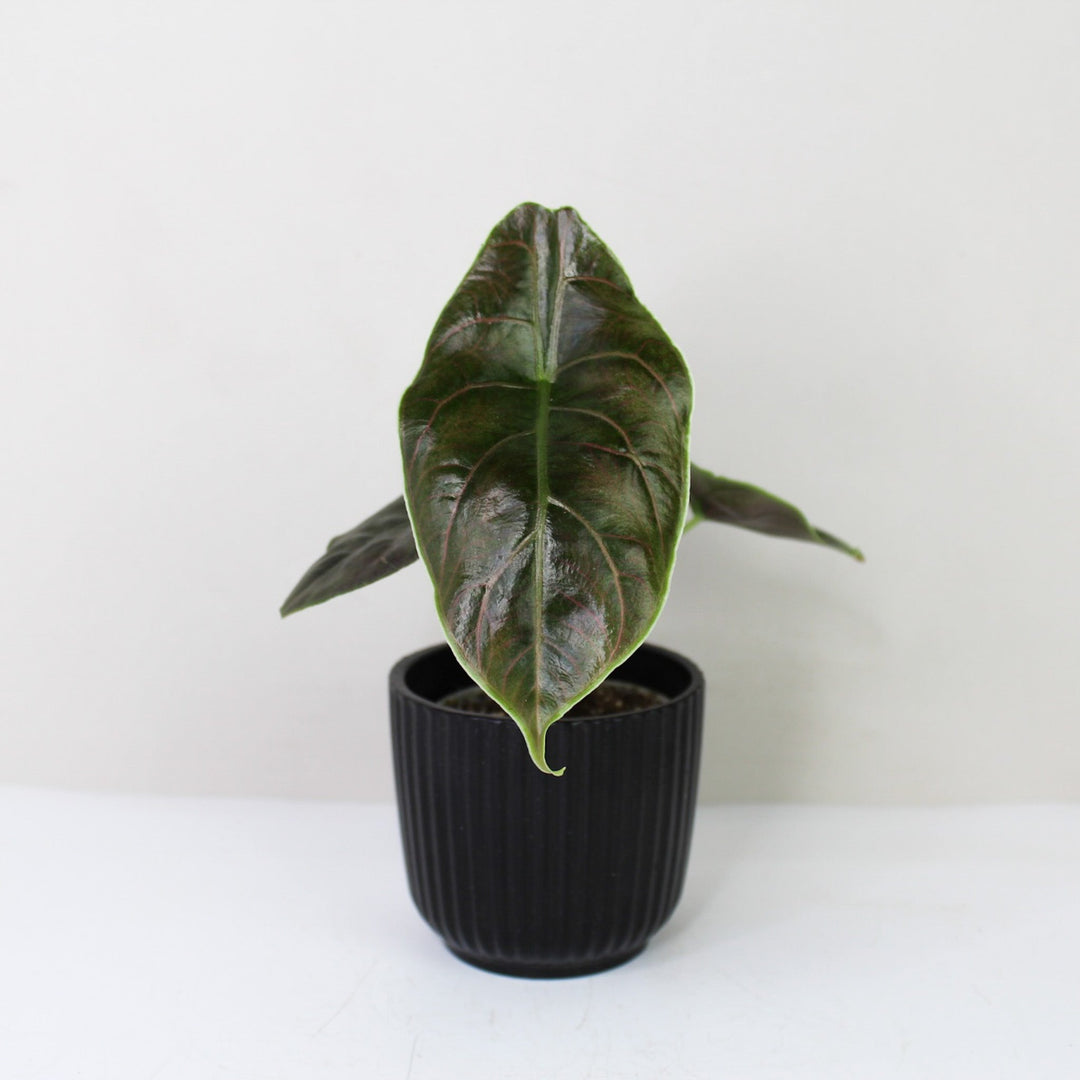 Alocasia Azlanii - Young Plant Foliage Dreams