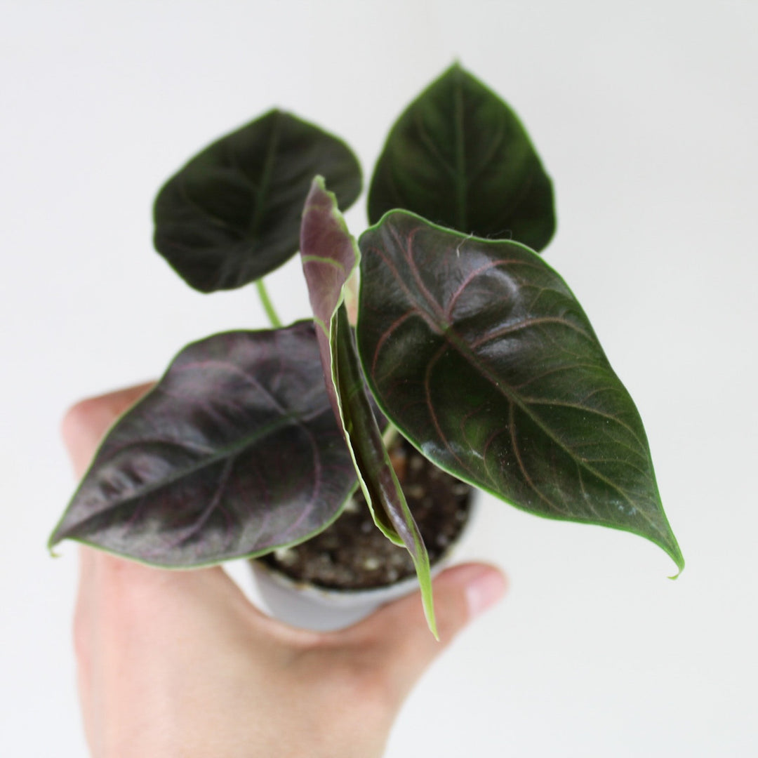 Alocasia Azlanii - Young Plant Foliage Dreams