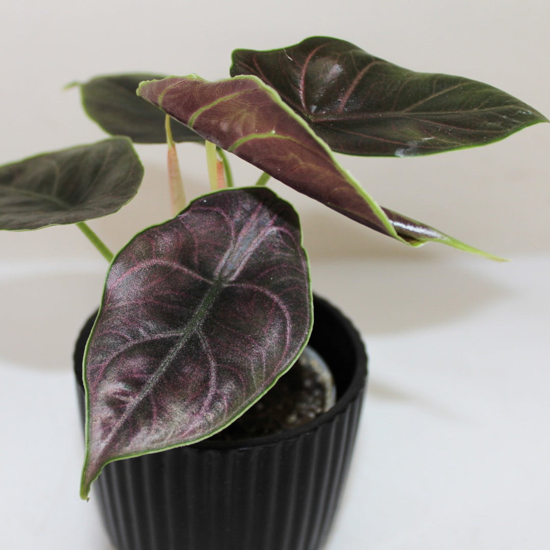 Alocasia Azlanii - Young Plant Foliage Dreams