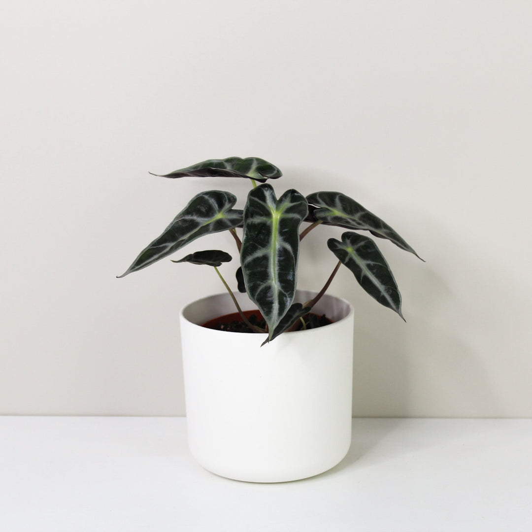 Alocasia Bambino Foliage Dreams