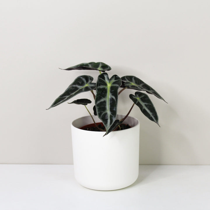 Alocasia Bambino Foliage Dreams