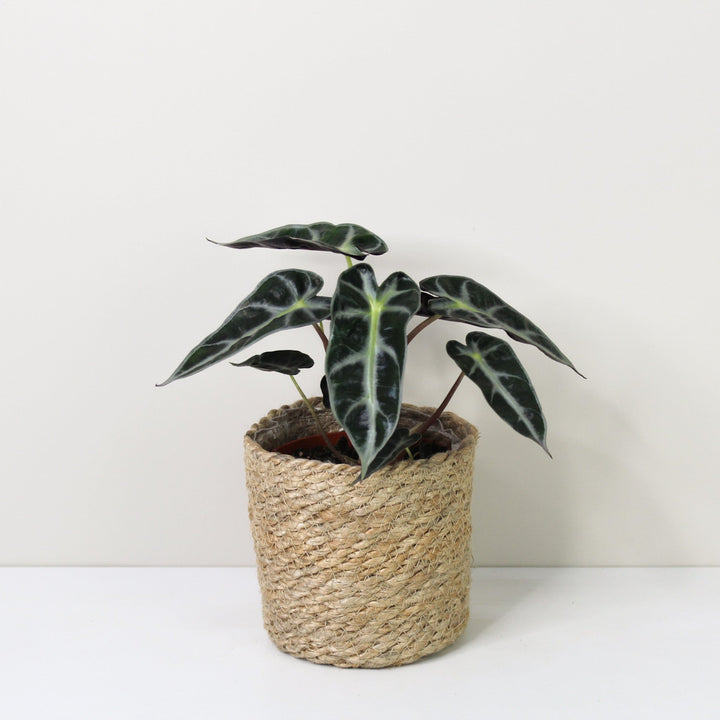 Alocasia Bambino Foliage Dreams