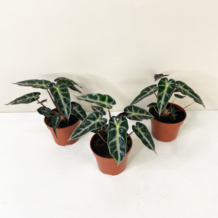 Alocasia Bambino Foliage Dreams