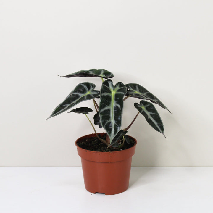 Alocasia Bambino Foliage Dreams
