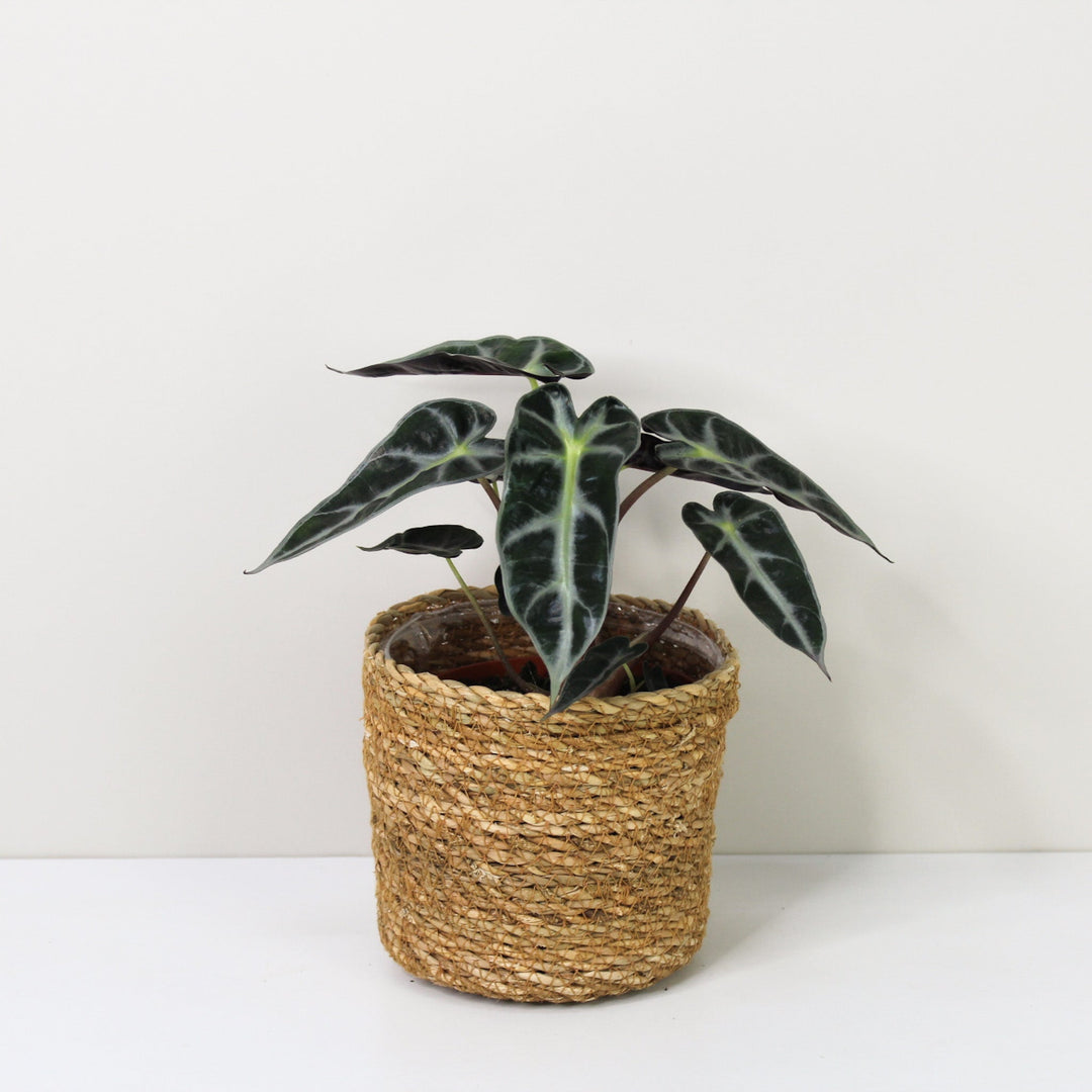 Alocasia Bambino Foliage Dreams