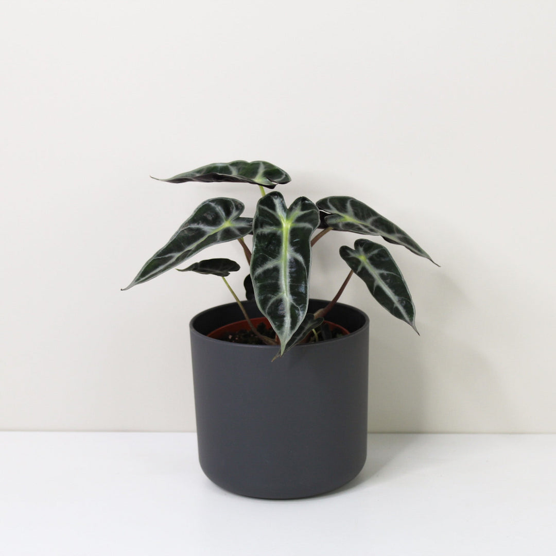 Alocasia Bambino M / Topf anthrazit Foliage Dreams