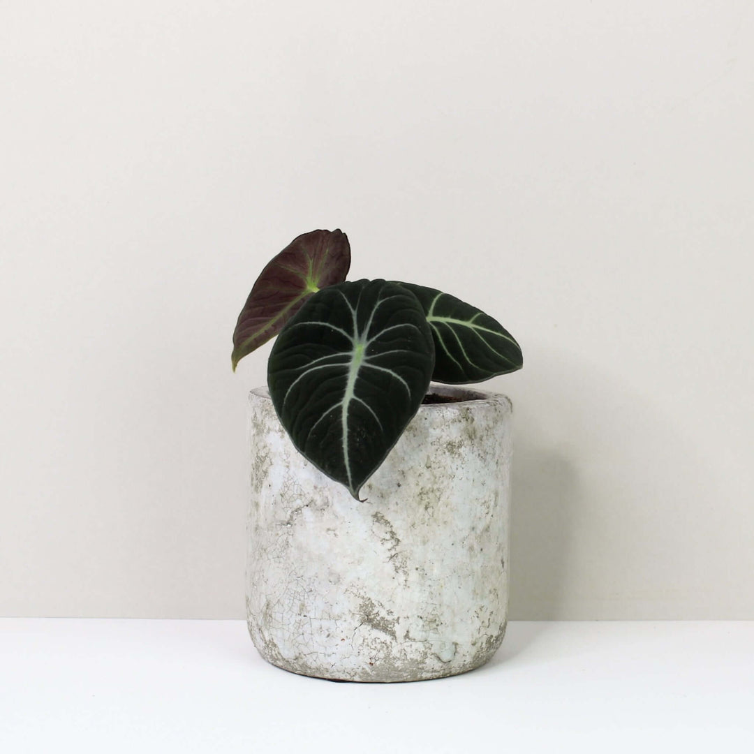 Alocasia Black Velvet - Babypflanze Foliage Dreams