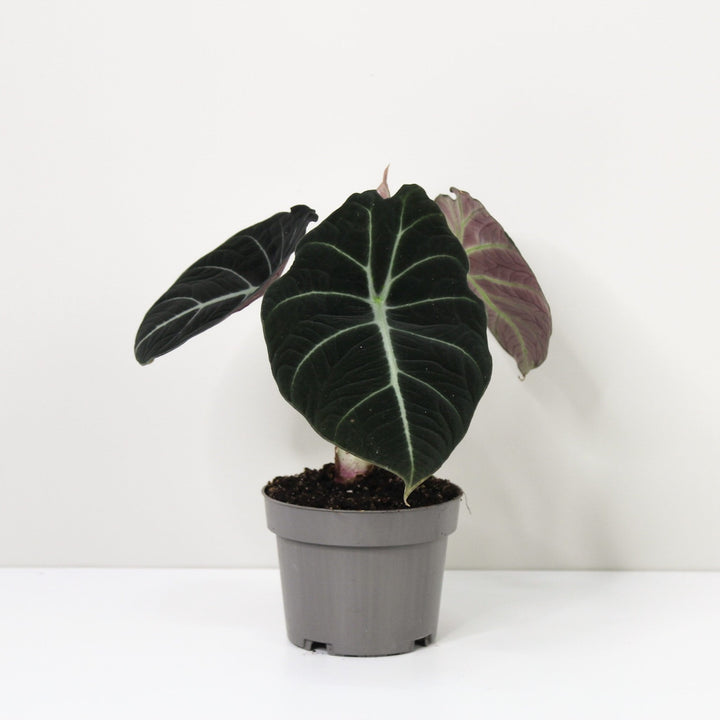 Alocasia Black Velvet Foliage Dreams