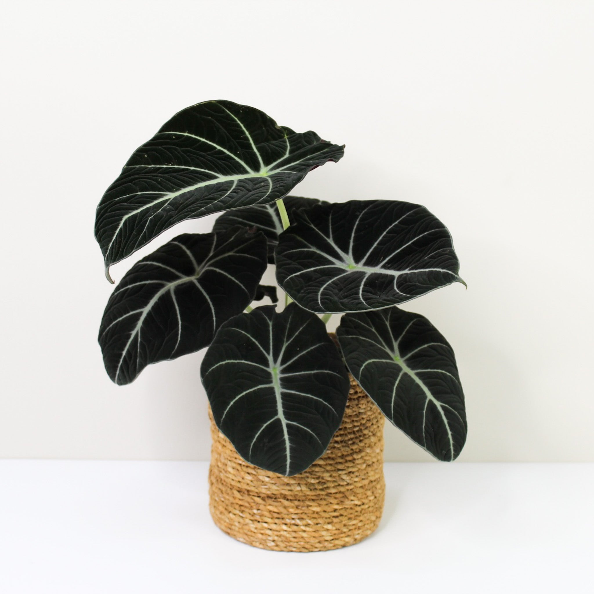 philodendron black velvet Alocasia Black Velvet