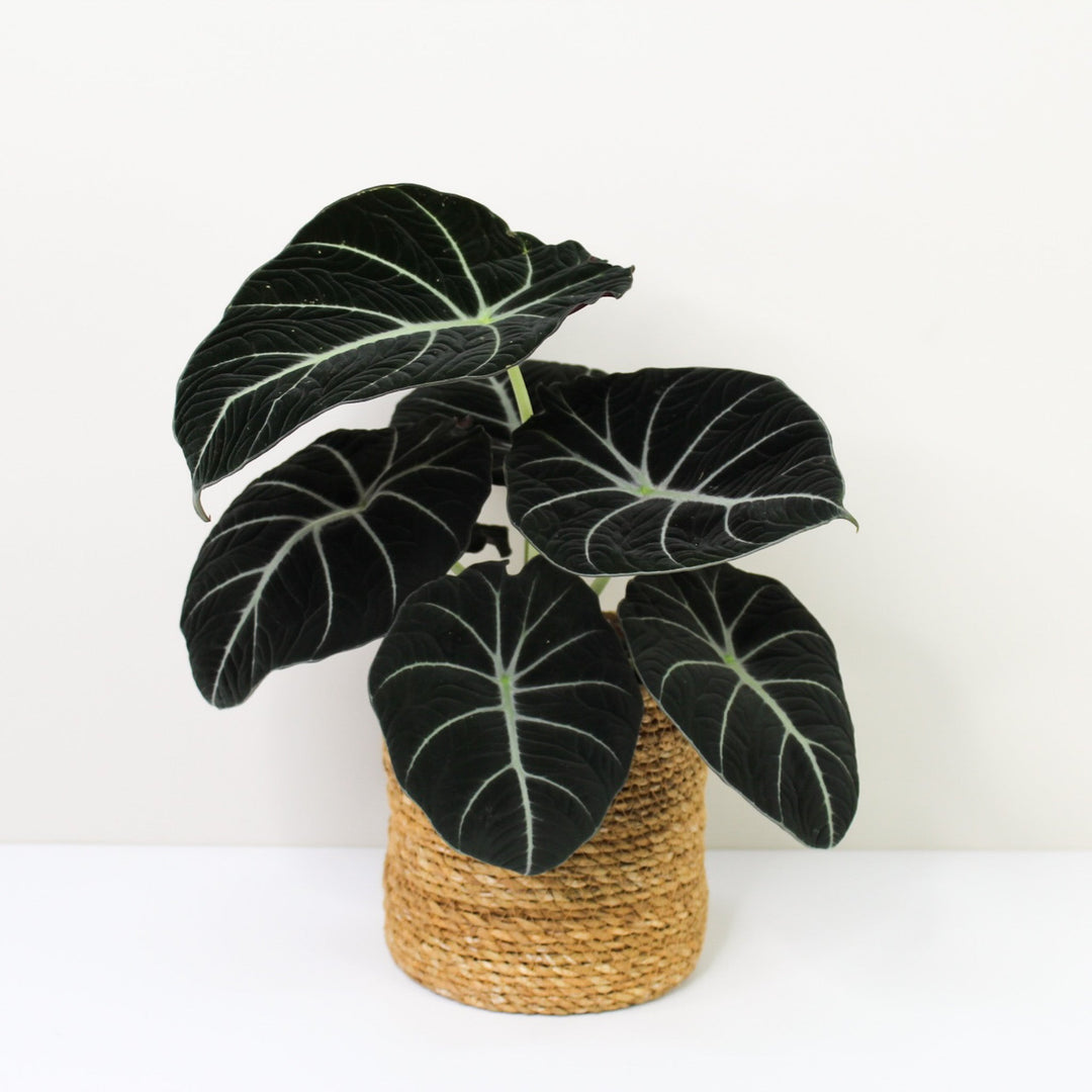 Alocasia Black Velvet Foliage Dreams