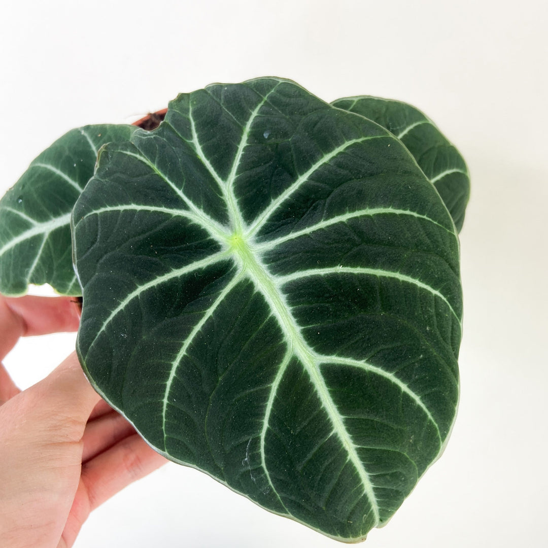 Alocasia Black Velvet M Foliage Dreams