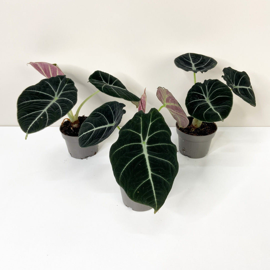 Alocasia Black Velvet M Foliage Dreams