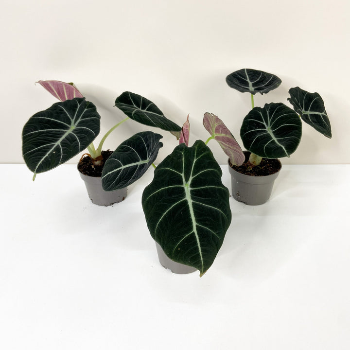 Alocasia Black Velvet M Foliage Dreams