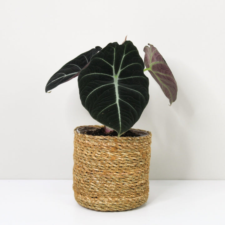 Alocasia Black Velvet M / Korb braun Foliage Dreams
