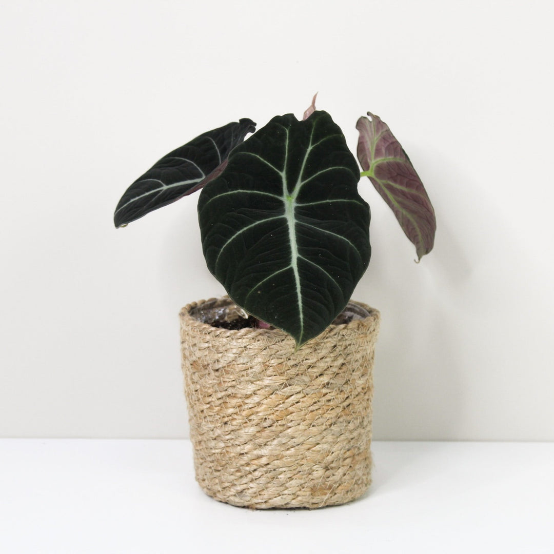 Alocasia Black Velvet M / Korb creme Foliage Dreams