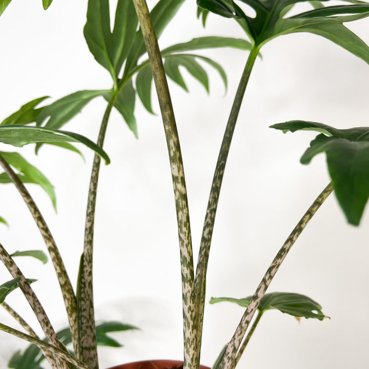 Alocasia Brancifolia 'Pink Passion' Foliage Dreams