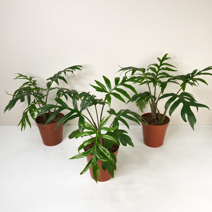 Alocasia Brancifolia 'Pink Passion' Foliage Dreams