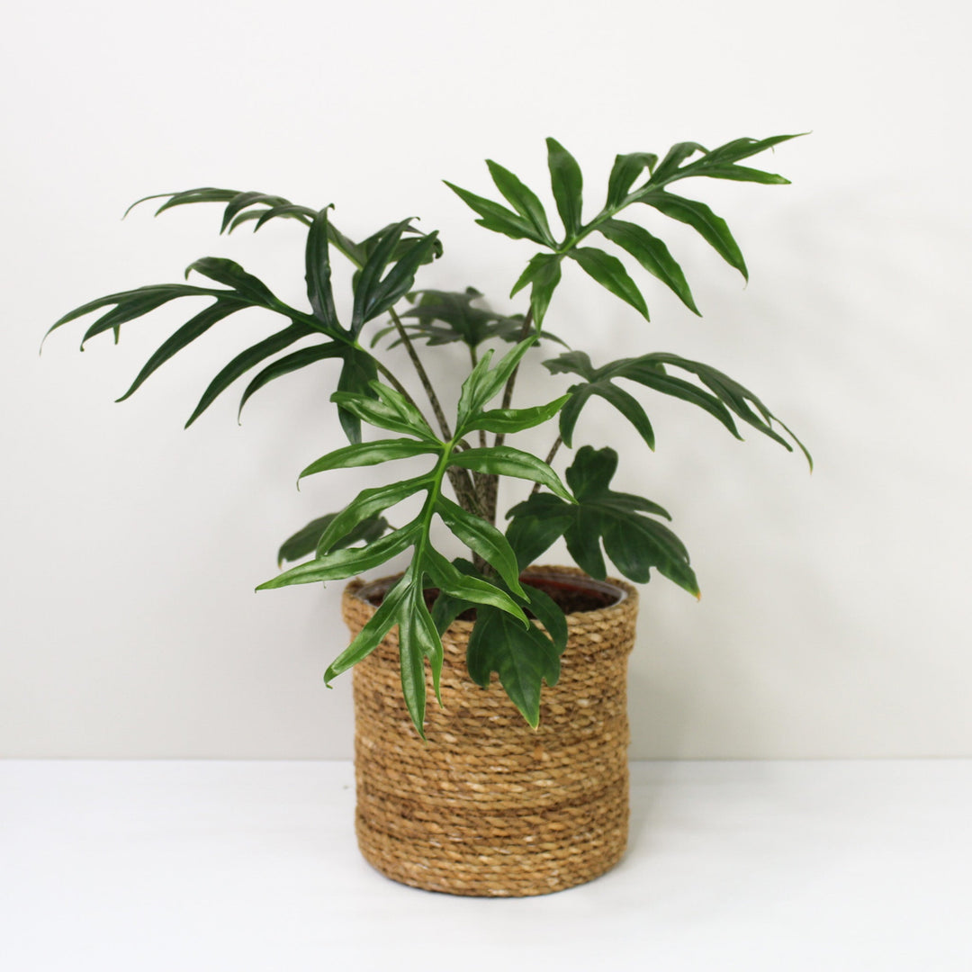 Alocasia Brancifolia 'Pink Passion' L / Korb braun Foliage Dreams