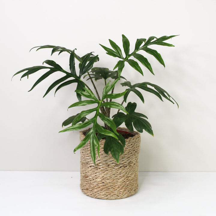 Alocasia Brancifolia 'Pink Passion' L / Korb creme Foliage Dreams