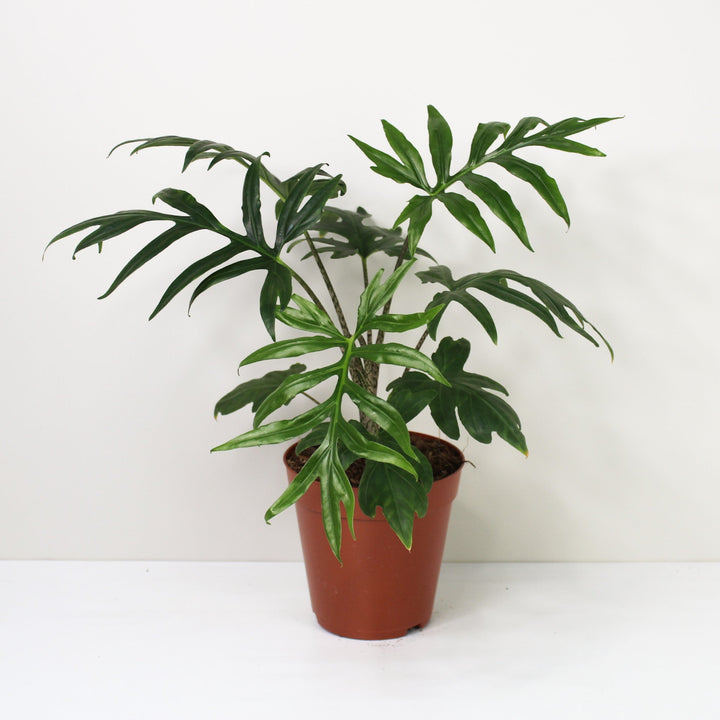 Alocasia Brancifolia 'Pink Passion' L / ohne Übertopf Foliage Dreams