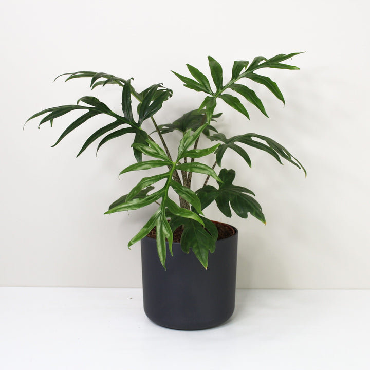 Alocasia Brancifolia 'Pink Passion' L / Topf anthrazit Foliage Dreams