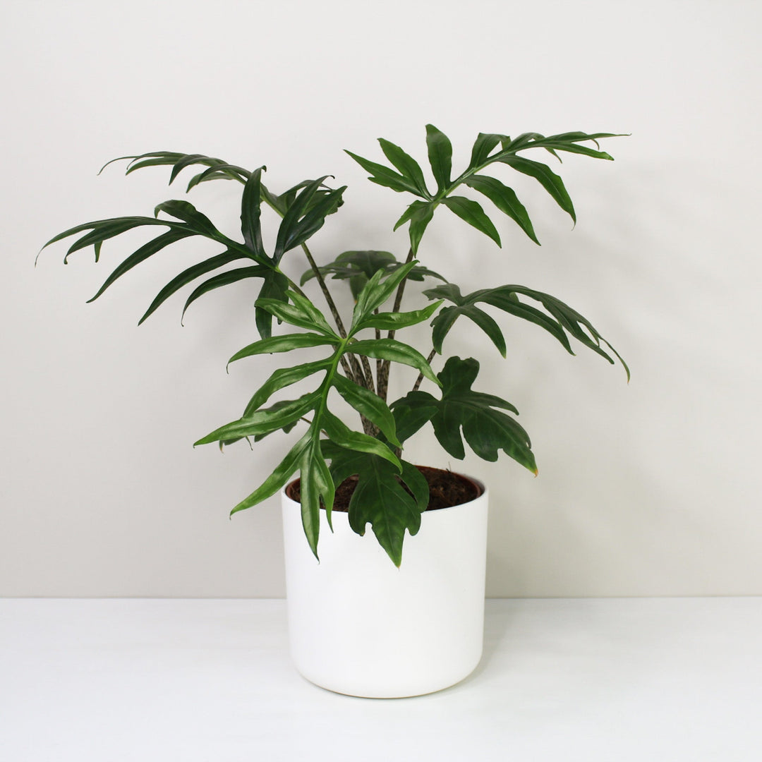 Alocasia Brancifolia 'Pink Passion' L / Topf weiß Foliage Dreams