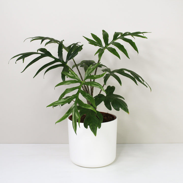 Alocasia Brancifolia 'Pink Passion' L / Topf weiß Foliage Dreams