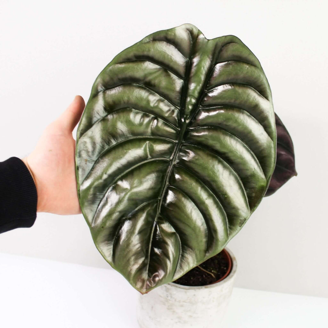 Alocasia Cuprea Red Secret Foliage Dreams