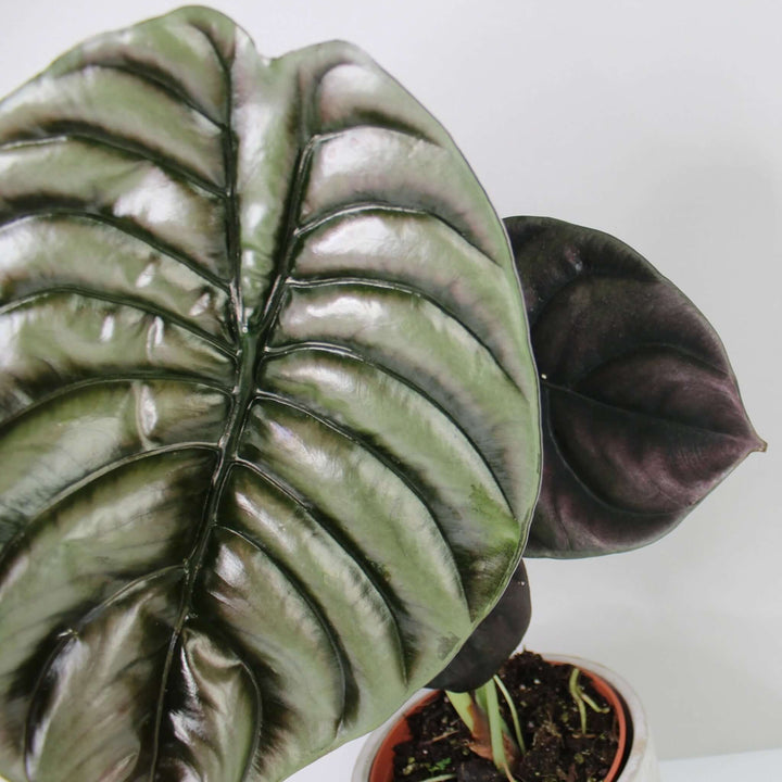 Alocasia Cuprea Red Secret Foliage Dreams