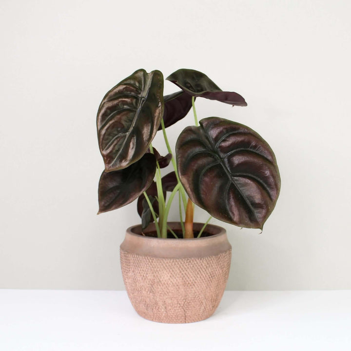 Alocasia Cuprea Red Secret M Foliage Dreams