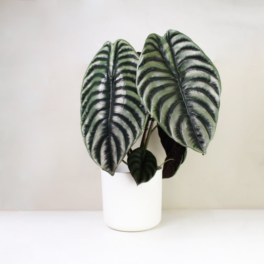 Alocasia Cuprea Red Secret XL Foliage Dreams