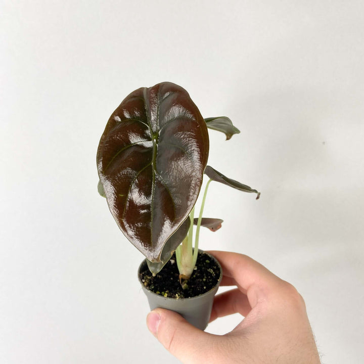 Alocasia Cuprea Red Secret - Young Plant Foliage Dreams