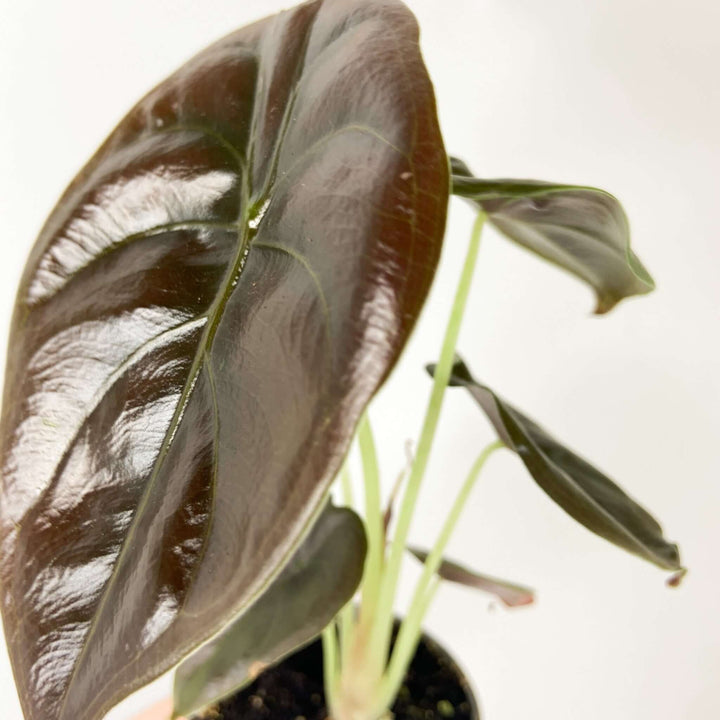 Alocasia Cuprea Red Secret - Young Plant Foliage Dreams