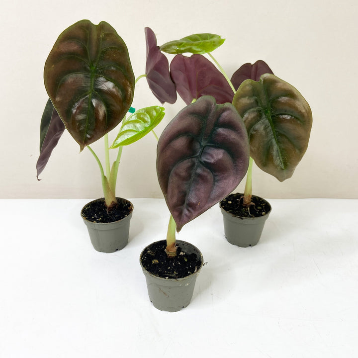 Alocasia Cuprea Red Secret - Young Plant Foliage Dreams
