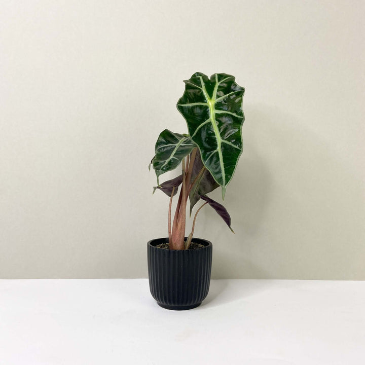 Alocasia 'Curly Bambino' - young plant Foliage Dreams