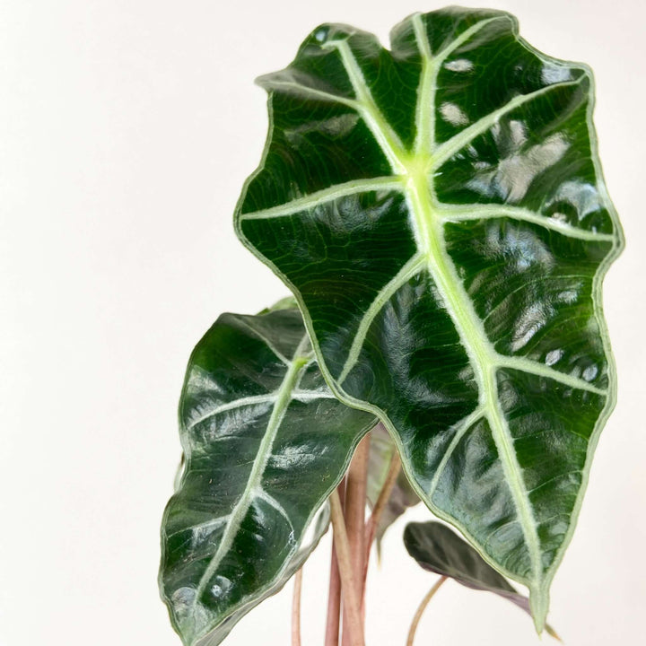 Alocasia 'Curly Bambino' - young plant Foliage Dreams