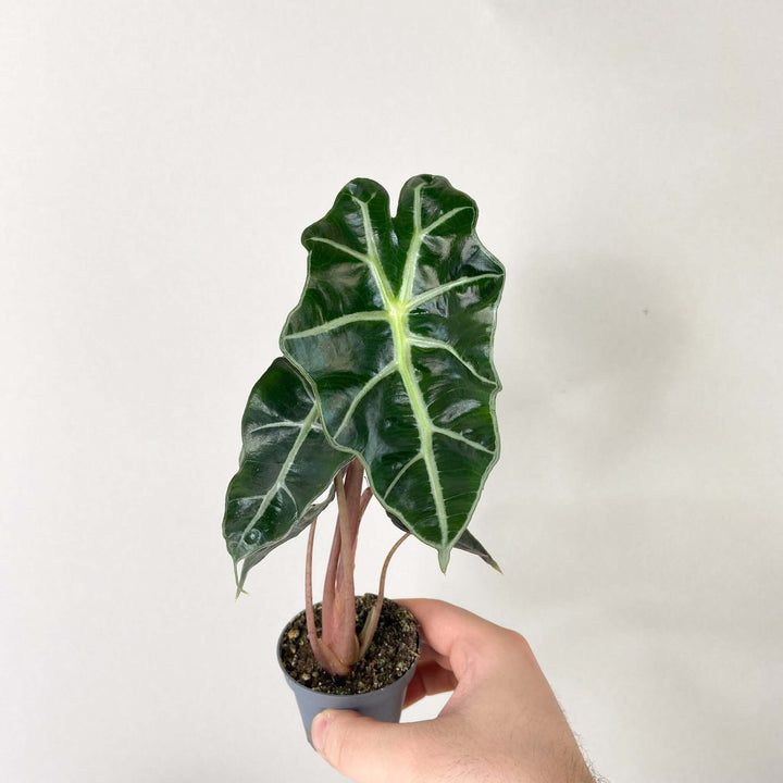 Alocasia 'Curly Bambino' - young plant Foliage Dreams