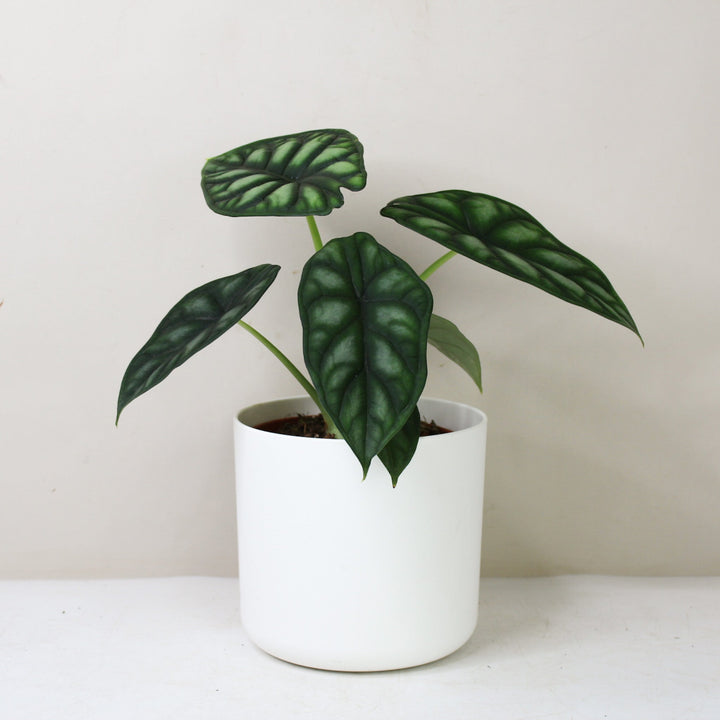 Alocasia Dragon Scale (Elefantenohr) Foliage Dreams