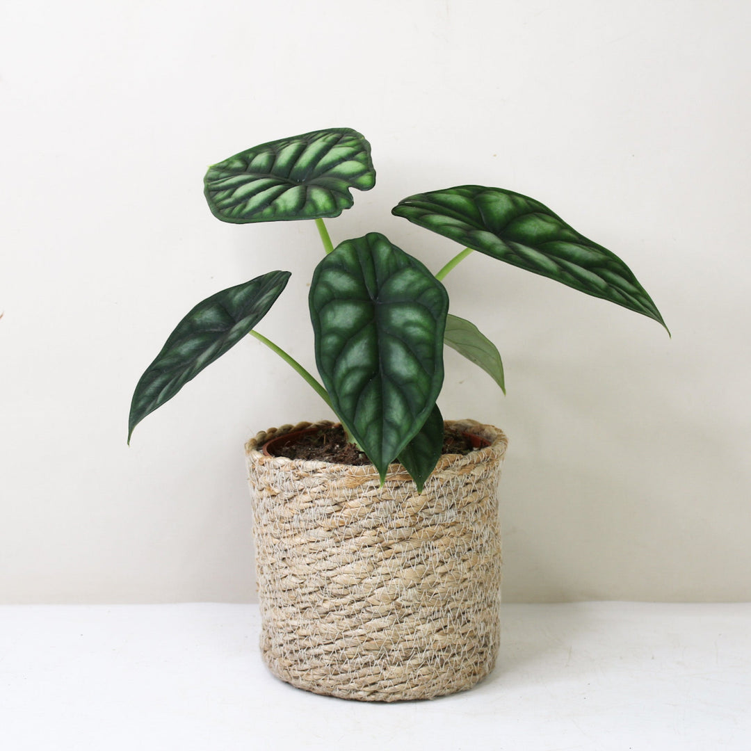 Alocasia Dragon Scale (Elefantenohr) Foliage Dreams